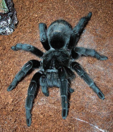 g. pulchra (Brazilian Black) Brazilian Black Tarantula, Black Tarantula, Pet Tarantula, Arachnids Spiders, Spiders And Snakes, Spider Species, Big Spiders, Pet Spider, Beautiful Bugs