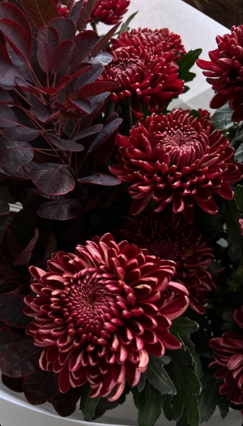 Red Chrysanthemum Aesthetic, Fall Flowers Aesthetic, Chrysanthemum Wedding Bouquet, Deep Red Roses, Flower Business, Flower Vase Arrangements, Nothing But Flowers, Chrysanthemum Flower, Flower Therapy