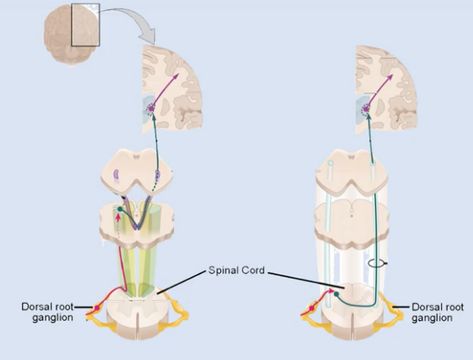 Dorsal Root Ganglion, Baby Mobile, Medicine, Map, Art