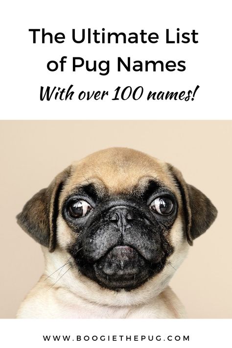 Naming a pug is a big responsibility. It will be a word that you'll use for years to come. Here are a few tips on picking the best name for your pug. Pug Puppy Care, Girl Pug Names, Puppies Names Female, Pug Names, Girl Dog Names, Female Dog Names, Cute Names For Dogs, Baby Pugs, Pet Corner