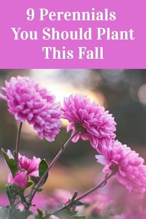 House Plant Flowers, Zone 8b Fall Flowers, Shrub And Perennial Garden, Perineal Flowers Shade, Flower Garden Design Layout Zone 5, Bulbs To Plant In Fall Zone 5, Fall Planting Flowers Zone 7, Flowers To Plant In Fall For Spring, Outside Flower Beds