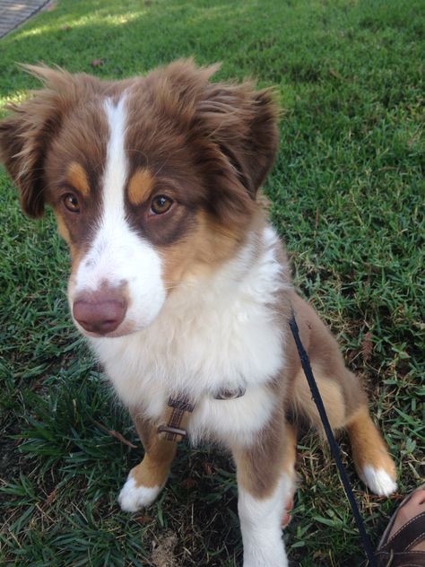 Mini Australian Shepherd Red Tri, Border Collie Aussie Mix Puppies, Mini Aussie Full Grown, Red Aussie, Cute Dog Mixes, Red Tri Australian Shepherd, Australian Shepherd Red Tri, Aussie Mix, American Shepherd