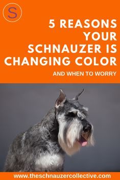 Why do Schnauzers change color? A Schnauzer’s coat can change color over time due to clipping, aging, health and diet, hair loss and regrowth, and genetics. Their coats can also fade as they age. In addition, dark black or white coats may change more noticeably over time. Snauzer Puppy, Schnauzers Funny, White Miniature Schnauzer, American Manicure, Grooming Dogs, Schnauzer Grooming, White Coats, Schnauzer Art, Mini Schnauzer Puppies