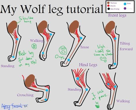 Leg Tutorial, Wolf Standing, Legs Drawing, Leg Reference, Paw Drawing, Skull Anatomy, Wolf Sketch, Drawing Legs, Cat Anatomy