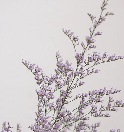 Misty Blue Flower, Statice Flower Aesthetic, Limonium Flower, Floral Design Classes, Flower Board, Filler Flowers, Long Stem Flowers, Flower Identification, Floral Arranging