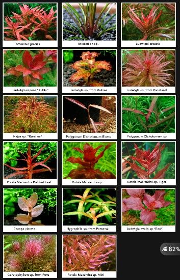 Red plants Red Aquarium Plants, Aqua Scaping Freshwater Aquarium, Paludarium Plants, Red Aquarium, Background Aquarium, Different Types Of Plants, Tanaman Air, Freshwater Plants, Aquarium Garden