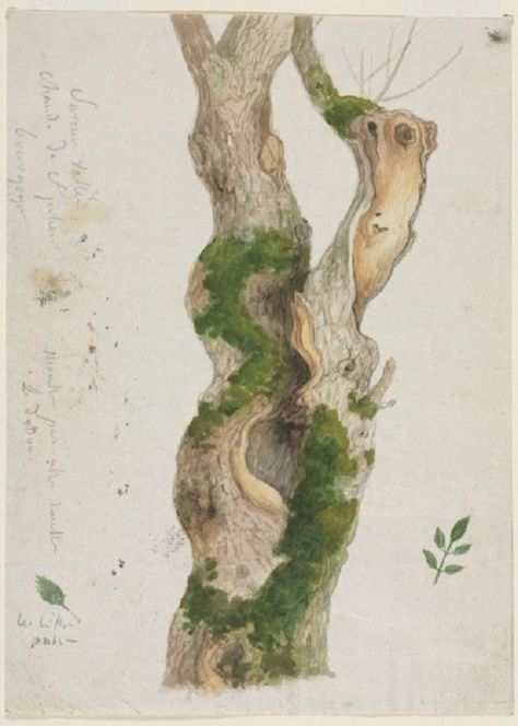 Study of a Tree Trunk, 1763-1843, Georges Michel George Michel, Cleveland Museum Of Art, Scientific Illustration, Tree Art, Botanical Illustration, Natural History, Botanical Art, Botany, Botanical Prints