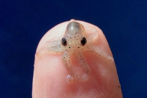 The ocean is not only home to the biggest animal in the world, the Blue Whale, but also home to some of the #smallest animals too. 😍  From marine viruses and the smallest organism to the super cool Irukandji jellyfish, here are 10 of the smallest animals found in the #ocean. 😀  #scubadiving #smallest #tiny #animals #scuba #dive #scubaphotography #smallanimals #marinelife #oceans Casino Food, Baby Animals Real, Tiny Octopus, Charger Storage, Baby Octopus, Animal Help, Baby Animals Pictures, Ocean Animals, Animals Of The World