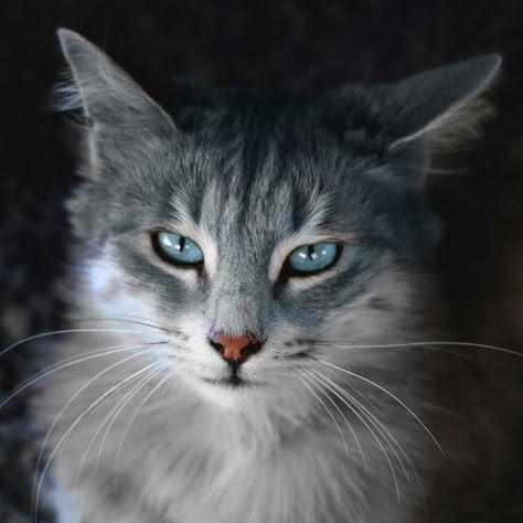 Cat Eyes Photography, Pretty Cat Photos, Cool Looking Cats, Gray Cat Blue Eyes, Cat Reference Photo, Blue Eyed Cat, Cat Running, Warrior Cat Ideas, Cat Poses