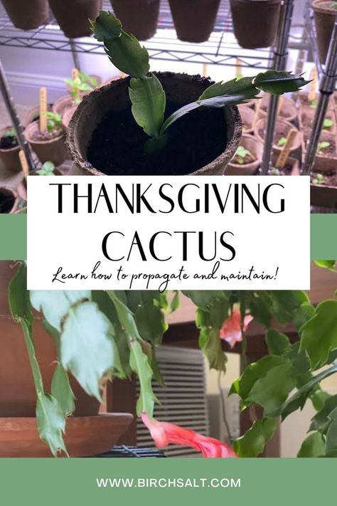 Learn how to maintain and how to propagate a Thanksgiving cactus! Fun fact: A Thanksgiving cactus is related to a Christmas cactus! Click the link to learn more about this beautiful cactus! 🌱🌵 #gardening #cactus #thanksgiving #propagation Easter Cactus, Thanksgiving Cactus, Holiday Cactus, Beautiful Cactus, Early Winter, Christmas Cactus, New Roots, Grow Lights, Fun Fact