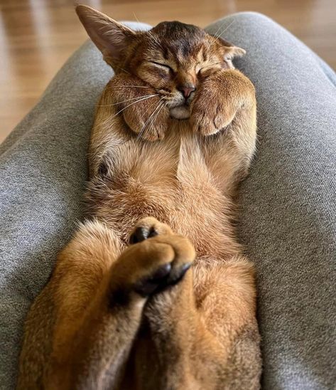 abyssinian cat Abyssinian Cat Aesthetic, Abyssian Cats, Cat Abyssinian, Ashera Cat, Abyssinian Kittens, Cats Art Drawing, Abyssinian Cat, Abyssinian Cats, Cute Cats Photos