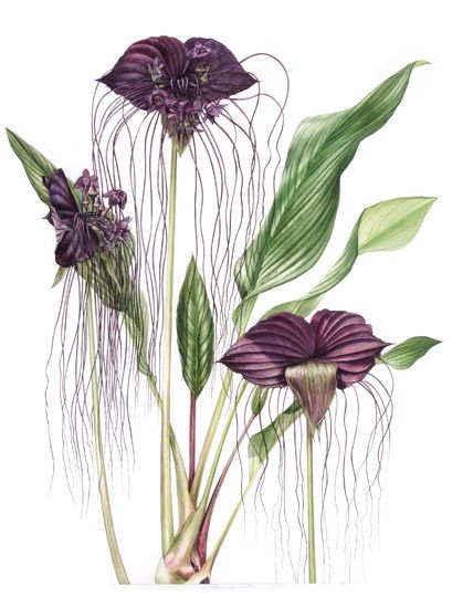 Tacca chantrieri - Bat Flower  Billy Showell SBA Bat Orchid, Drawing Botanicals, Billy Showell, Witch Forest, Orchid Drawing, Botanical Artists, Bat Flower, Botanical Floral Art, Paint Flowers