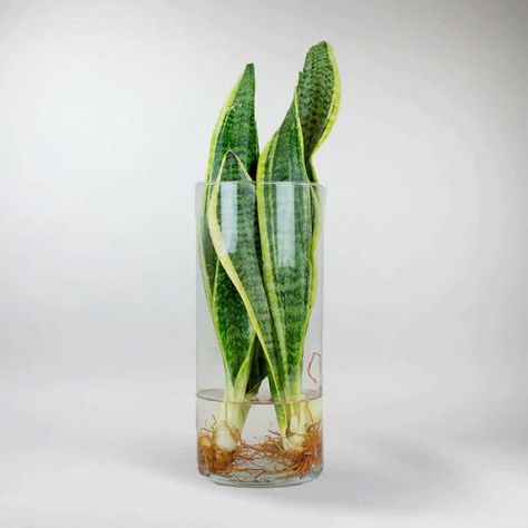 Symbol For Luck, Snake Plant Decor, Snake Plant Indoor, Snake Plant Varieties, Plant In Glass, Plants In Jars, Vase Ideas, Indoor Water Garden, Snake Plants