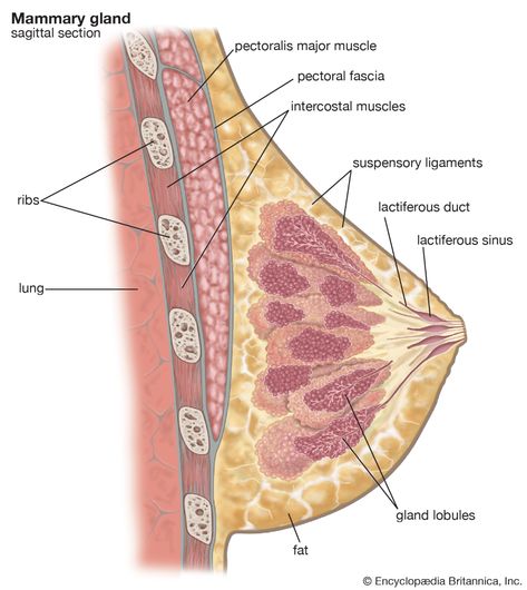 anatomy | Definition, History, & Biology | Britannica Mammary Gland Anatomy, Glands Anatomy, Breast Anatomy, Integumentary System, Nursing School Motivation, Basic Anatomy And Physiology, Subcutaneous Tissue, Mammary Gland, Female Reproductive System