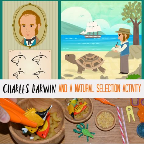 Charles Darwin and a Natural Selection Activity - learn about Charles Darwin and how his observations of finches led to the development of his theory of natural selection and evolution #CharlesDarwin #NaturalSelection #famousscientists Chicken Life Cycle Craft, Early Years Science, Evolution Activities, Darwin Evolution, Darwin's Theory Of Evolution, Darwin Theory, Chicken Life Cycle, Life Cycle Craft, Unit Studies Homeschool