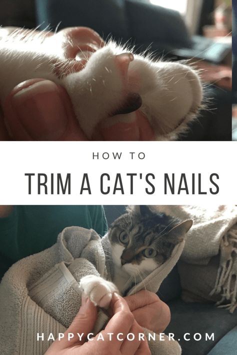 Cat Nail Trimming Tips, Trimming Cat Nails, How To Trim Cat Nails, Clipping Cat Nails, Cats Nails, Trim Cat Nails, Cat Corner, Self Nail, Pet Things