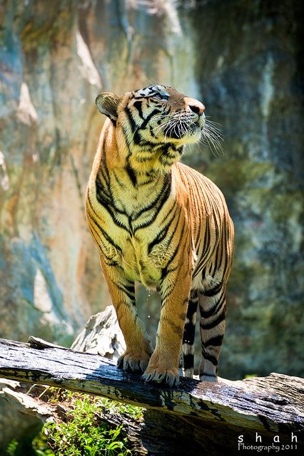 Tiger Looking Up, Female Tiger, Tiger Photography, Animal Photography Wildlife, Beautiful Tiger, Tiger Pictures, Wild Tiger, Tiger Shroff, Wild Creatures