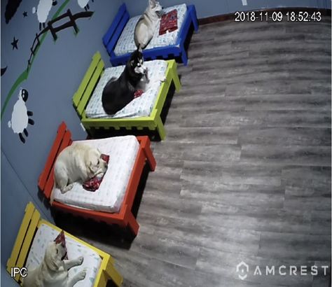 Watch your Pawesome friends on live cam while they're boarding with us. Visit http://tailsruswv.com/boarding/ for details. Daycare Office, Dog Daycare Design, Pet Daycare, Dog Boarding Facility, Daycare Rooms, Boarding Facility, Hotel Business, Daycare Design, Doggie Daycare