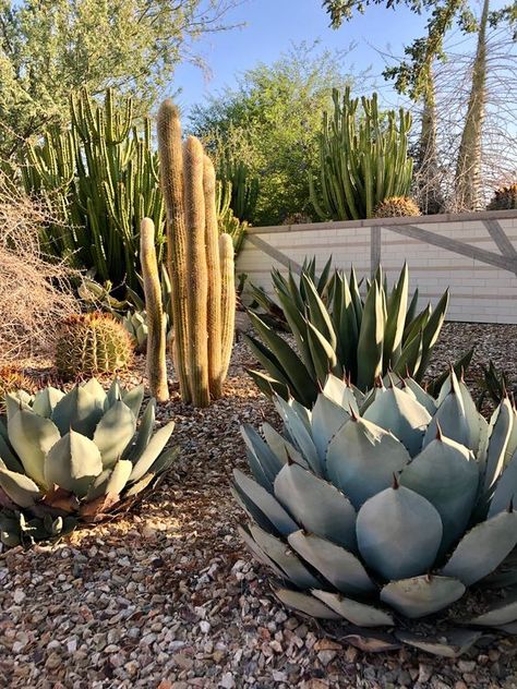 Cacti Garden 1 Digital Print Front Yard Desert Landscaping Ideas, Xeriscape Backyard, Gravel Yard, Arabic Garden, Desert Plants Landscaping, Dessert Landscaping, Cactus Garden Design, Arizona Plants, Cactus Garden Landscaping