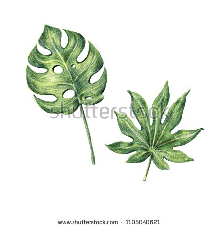 Two green tropical, exotic palm leaves, monster and aralia, hand-drawn with colored pencils, raster illustration isolated on white background. Hand drawing of monster and aralia palm leaf - buy this illustration on Shutterstock & find other images. Easy Colored Pencil Drawing, Pencil Drawing Tips, Drawing With Colored Pencils, Pencil Techniques, Colored Pencil Tutorial, Monster Drawing, Paper Plants, Colored Pencil Set, Colour Pencil