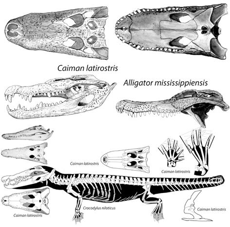 Crocodile Anatomy Drawing, Alligator Skeleton, Crocodile Skeleton, Crocodile Skull, Alligator Anatomy, Crocodile Skull Tattoo, Crocodile Anatomy, Crocodile Illustration, Skull Anatomy