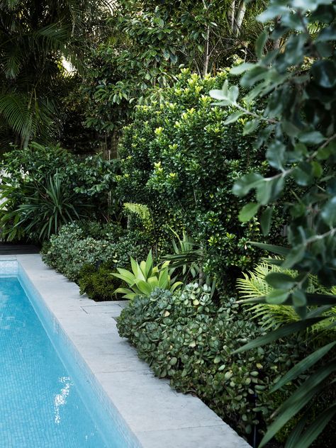 A Tropical Palm-Filled Garden In Eastern Sydney Best Beach Chair, Palm Garden, Pool Landscape Design, Australian Garden, Swimming Pools Backyard, Outdoor Entertaining Area, Garden Pool, Climbing Plants, Garden Structures