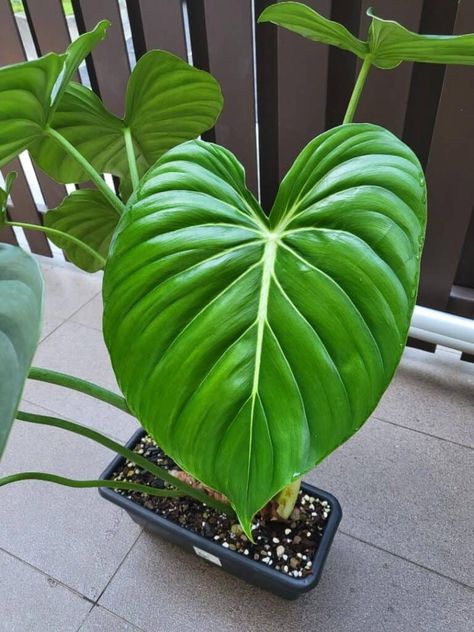 Potted Philodendron Pastazanum Philodendron Pastazanum Silver, Philodendron Pastazanum, Archive Moodboard, Wishlist Plants, Grow House, Plant Wishlist, Orchid Bark, Plant House, Inside Plants