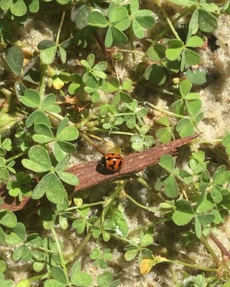 🪴... #explore Ladybug Insect Aesthetic, Aesthetic Ladybug Insect, Ladybug Aesthetic Insect, Ladybugs Aesthetic, Ladybug Aesthetic, Fleetwood Mac, Lady Bug, Aesthetic Photo, Mother Earth