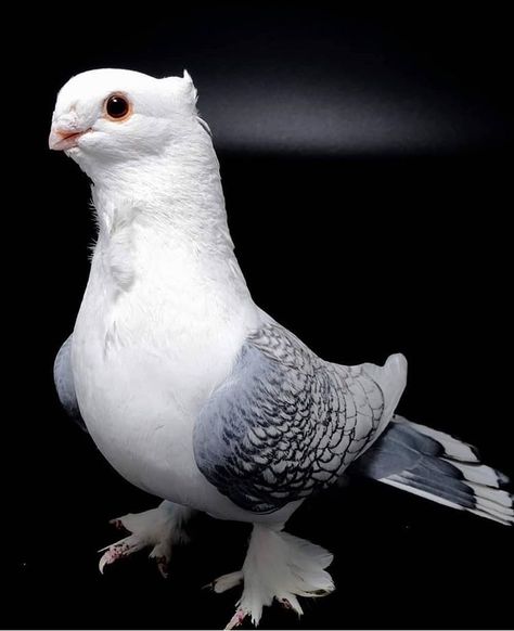 Satinette Pigeon, Pet Pigeon, Le Pigeon, Ninja Motorcycle, Cute Pigeon, Pigeon Pictures, Homing Pigeons, White Pigeon, Pigeon Breeds