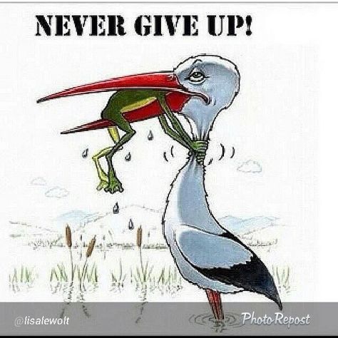 Don't 5 Ge Aldrig Upp, Tierischer Humor, Meaningful Pictures, A Frog, Don't Give Up, Funny Cartoons, Reality Quotes, Giving Up, Wisdom Quotes