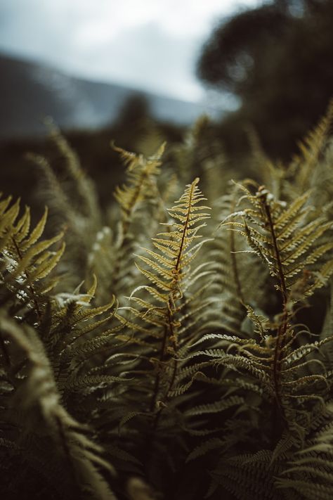 green and brown plant during daytime photo – Free Image on Unsplash Scottish Highlands Aesthetic, Highlands Aesthetic, Aesthetic Nature Pics, Scottish Aesthetic, Bagua Zhang, Energy Arts, Learn Tai Chi, Tai Chi Qigong, Body Build