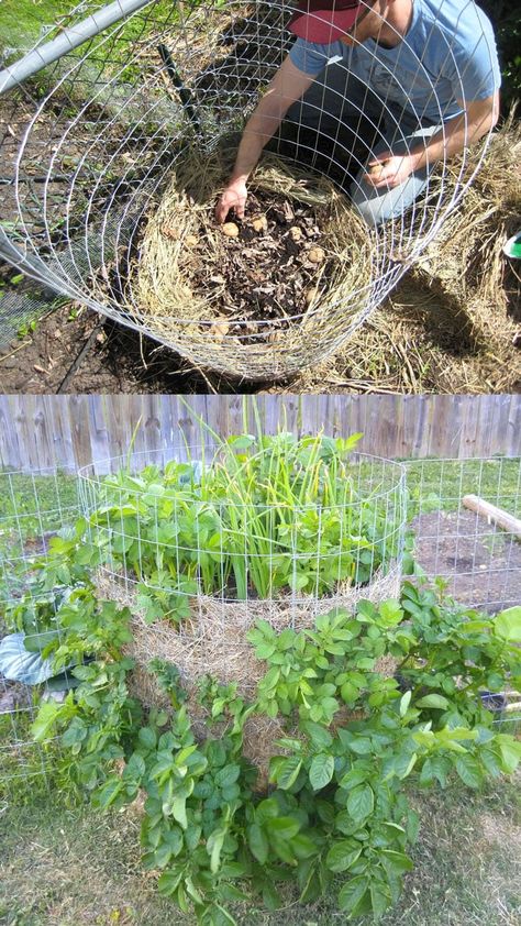 Why potato towers don't work! How to grow potatoes vertically in DIY wire cage, straw mound, bag, or wood box with big yields & best results. - A Piece of Rainbow backyard, garden, vegetable gardening ideas, small space tips, grow your own food, homestead, homesteading #spring #summer #verticalgarden #ediblegarden #vegetablegardening #backyard #gardens #gardening #urbangardening #gardendesign #gardenideas #containergardening #DIY #homestead #gardeningtips #growfood Potato Towers, Grow Potatoes In Container, Potato Tower, Container Potatoes, Potato Gardening, Potato Planters, Grow Potatoes, Growing Onions, Tattoo Plant