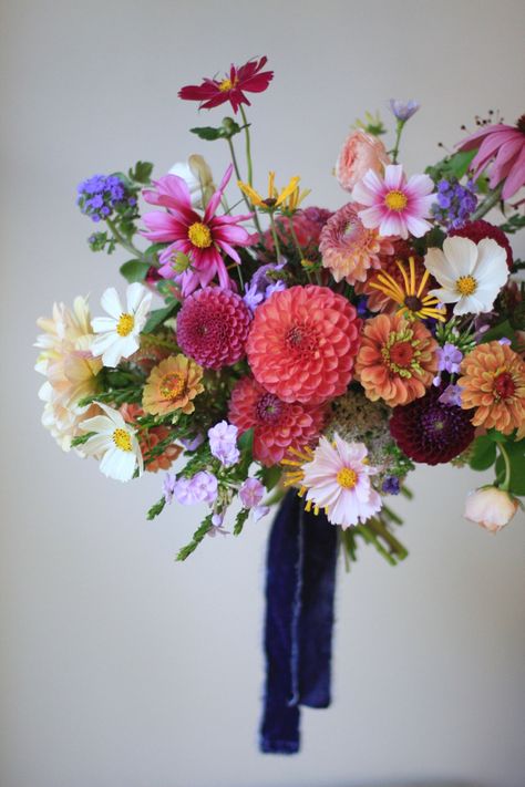 A local flower bouquet including pink, white, and multicolor cosmos, purple dahlias, zinnias, phlox, ageratum, and a pink coneflower against a white background and tied with a blue velvet ribbon Bright Dahlia Wedding Bouquets, Cosmos Flowers Wedding Decor, Bright Dahlia Bouquet, Ageratum Bouquet, Dahlia And Cosmos Bouquet, Summer Garden Bouquet, Dahlia And Zinnia Wedding Bouquet, Dahlia Zinnia Bouquet, Bright Summer Bouquet