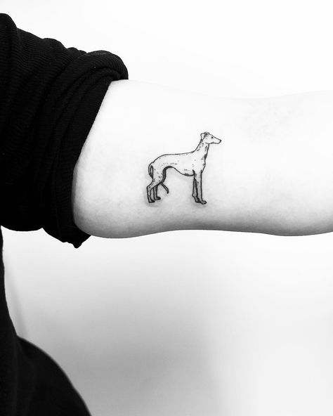 Little Whippet tattoo inked on the left arm by Jake Harry Ditchfield Greyhound Line Drawing, Whippet Tattoo Ideas, Greyhound Tattoo Ideas, Whippet Tattoo, Skin Doodles, Greyhound Tattoo, Tattooed Lady, Related Tattoos, Small Tats