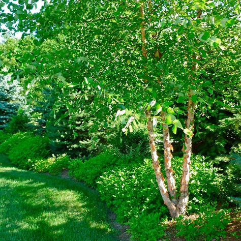 river birch River Birch Trees Landscape, River Birch Trees, Fast Growing Shade Trees, Birch Trees Landscaping, Trees For Front Yard, Fast Growing Evergreens, River Birch, Backyard Trees, Privacy Trees