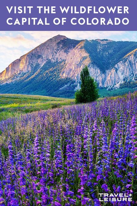 You don't need to travel to Amsterdam to get your flower fix, when you can head to Crested Butte in Colorado instead. #unitedstates #travel #ustravel #travelandleisure Crested Butte Colorado Wildflowers, Crested Butte Wildflower Hikes, Crested Butte Colorado Summer, Crested Butte Wildflowers, Wildflowers Colorado, Travel To Amsterdam, Colorado Flowers, Colorado Hikes, Colorado National Parks