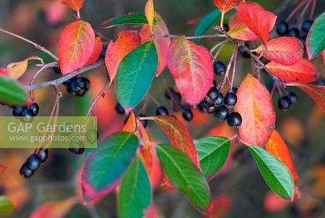 >Aronia melanocarpa - Black Chokeberry Black Chokeberry, Aronia Melanocarpa, Autumn Magic, Plant Photography, Water Wise, Diy Landscaping, Native Plants, Outdoor Garden, Beautiful Things