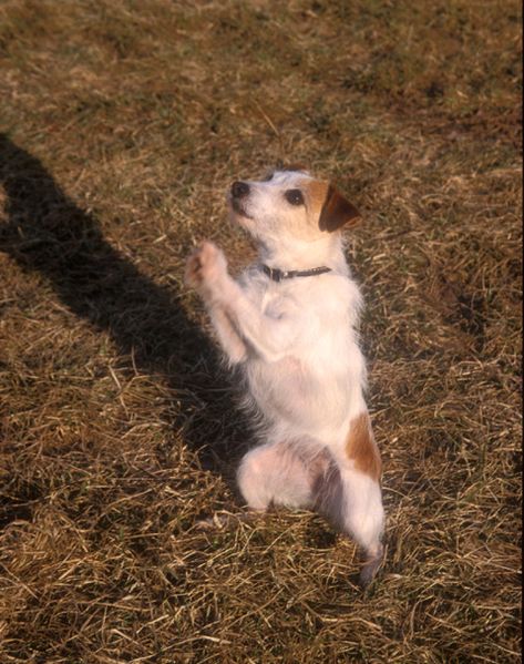 Susan Garrett writes about her thoughts on when to use a clicker in training. Dog Praying, Shaping Exercises, Smooth Fox Terriers, Jack Russells, Dog Rules, I Get It, Jack Russell Terrier, Animal Planet, Dog Photos