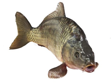 Carp fish Isolated. On white background , #affiliate, #fish, #Carp, #Isolated, #background, #white #ad Fish Reference, Common Carp, Fish Underwater, Carp Fish, Buddha Art Painting, Bowfishing, Background Gold, Human Anatomy Art, Koi Carp