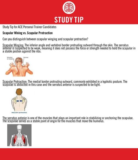 Ace Study, Ace Fitness, Personal Training Business, Personal Fitness, Personal Trainers, Workout Regimen, Fitness Trainer, Anatomy And Physiology, Personal Training