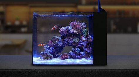 Mini Aquarium Ideas, Waterbox Aquariums, Clownfish Aquarium, Reef Aquascaping, Reef Tank Aquascaping, Nano Reef Tank, Salt Water Tank, Marine Fish Tanks, Fish Aquarium Decorations