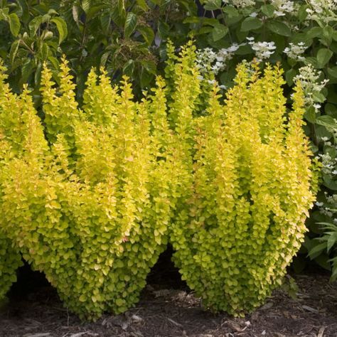 BERBERIS_SUNJOY_GOLD_PILAR_BARBERRY_PW_BERGP_01 Barberry Bush, Berberis Thunbergii, Yellow Plants, Garden Shrubs, Garden Architecture, Landscaping Tips, Flowering Shrubs, Landscaping Plants, Shade Garden