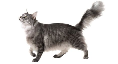 The very large Maine Coon cat breed originated in Maine, after having arrived in Viking ships to the U.S during the nineteenth century. This cat breed was a breed that some believe to have originated from Marie Antoinette’s longhaired cats.  #cat #breed #mainecoon Cat Reference Side View, Cat Walking Side View, Cat Standing Side View, Cat Walking Reference, Cat Side View, Realism References, Mackerel Tabby, Walking Cat, Creature Inspiration