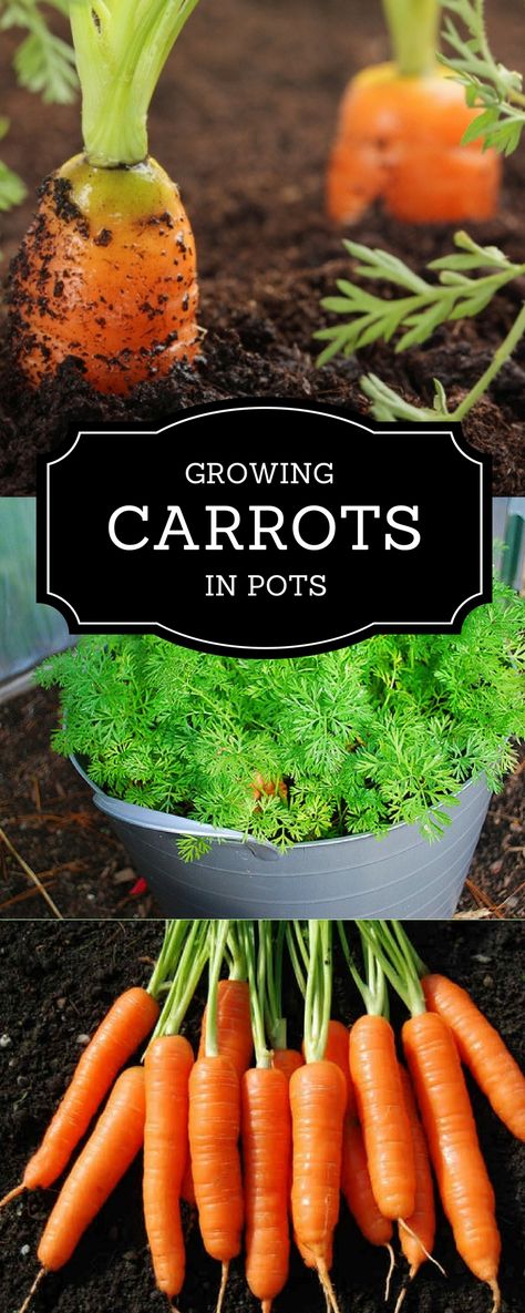 Indoor Carrot Growing, Carrots In Garden, Carrots Garden How To Grow, Carrot Planter Ideas, Growing Carrots Indoors, How To Plant Carrots In Containers, How To Grow Carrots In A Pot, Best Way To Grow Carrots, How To Regrow Carrots