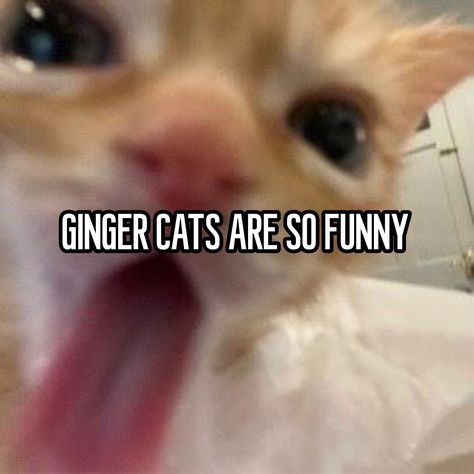 Cat Whisperer, My Diary, Relatable Whispers, Very Funny Pictures, Ginger Cats, Funny Cats, Funny Pictures, Kittens, Puppies