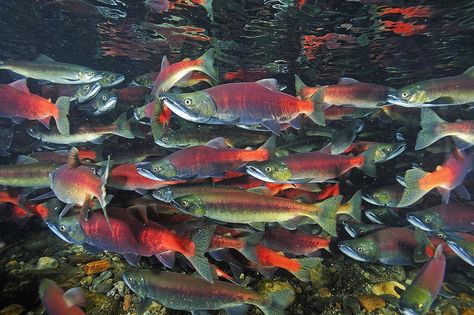 Salmon Aesthetic, Kokanee Salmon, Chum Salmon, Yukon River, Fraser River, Sockeye Salmon, Ocean Fishing, Natural Heritage, British Columbia Canada