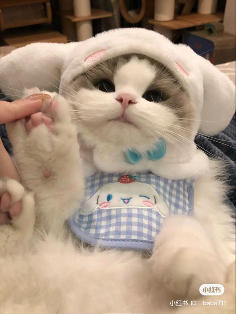 Cinnamoroll Hat, Cute Kitten Pics, Spoiled Cats, Kitten Photos, Cute Small Animals, Cat White, Pretty Aesthetic, Cute Little Kittens, Adorable Kitten