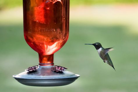 Hummingbird Feeder Recipe, Sugar Water For Hummingbirds, Hummingbird Food Recipe, Homemade Hummingbird Feeder, Homemade Hummingbird Food, Recycled Bottle Crafts, Diy Hummingbird Feeder, Old Wine Bottle, Hummingbird Food