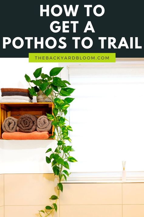 How To Get A Pothos To Trail Pathos Hanging Ideas, Pothos Plant Hanging, Plants With Long Vines, Pothos Shower Plant, Hanging Pothos Plants Indoor, How To Get Pothos To Vine, Large Pothos Plant, Pothos Trailing Ideas, Pothos Vine Ideas