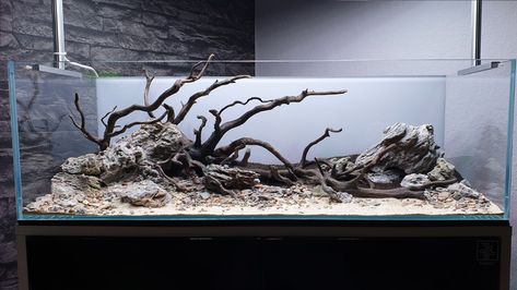 Amazon Aquascape, Spider Wood Aquascape, River Aquascape, Discus Tank, Nature Tank, Aquarium Architecture, Fish Tank Themes, Patio Pond, Fish Tank Terrarium